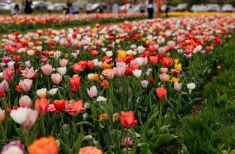 Топ місць для милування полями тюльпанів: куди поїхати в Україні?
