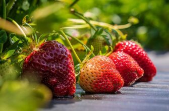 “Чому збір полуниці під дощем небезпечний: основні причини і наслідки”