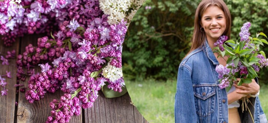 Навіщо вживають бузок: користь, властивості та сучасні дослідження