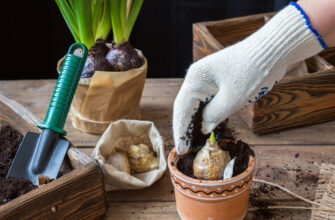 Як правильно садити тюльпани навесні вдома: покроковий гайд