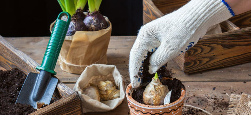 Як правильно садити тюльпани навесні вдома: покроковий гайд