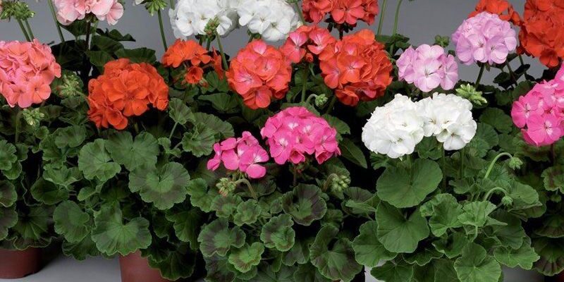 Оптимальна температура для пеларгонії: від чого слід захищати рослину?