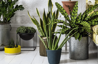 Найефективніші дерева для очищення повітря: оберіть для свого саду