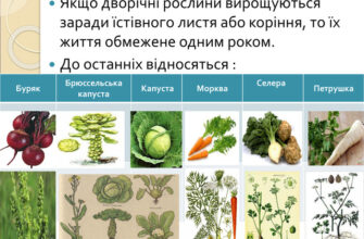 Однорічні та дворічні рослини: ключові відмінності для садівників