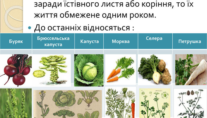 Однорічні та дворічні рослини: ключові відмінності для садівників