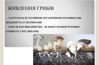 Чому гриби мають гетеротрофний тип живлення: розкриваємо секрети