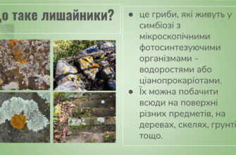 Що таке лишайники: особливості, будова та методи розмноження