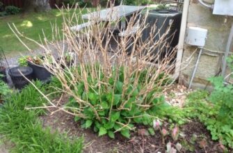 Догляд за гортензією після зими: поради для здорового цвітіння