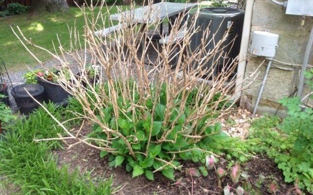 Догляд за гортензією після зими: поради для здорового цвітіння