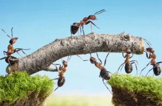 Ефективні способи виведення мурашників із ділянки: поради та засоби
