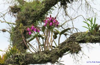 Як орхідеї виживають і процвітають у природних умовах джунглів