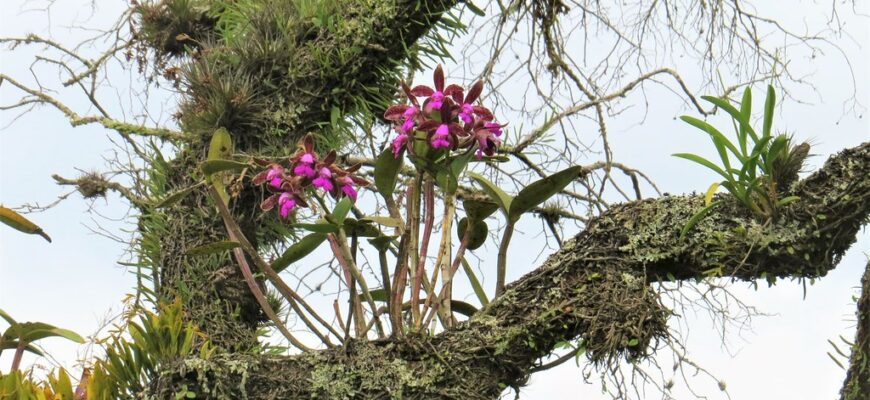 Як орхідеї виживають і процвітають у природних умовах джунглів