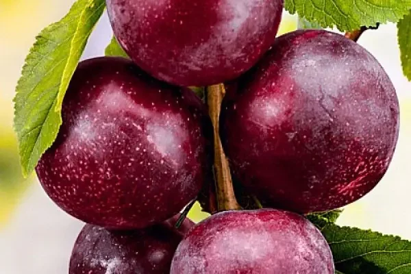 Як називається гібрид сливи: дізнайтесь нову назву фрукта тут!