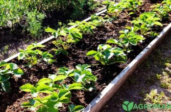 Оптимальні добрива для ґрунту після збирання урожаю полуниці