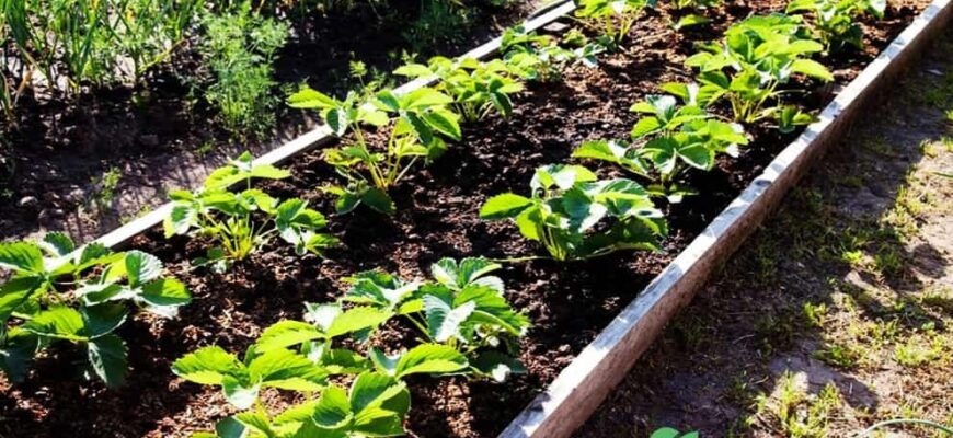 Оптимальні добрива для ґрунту після збирання урожаю полуниці