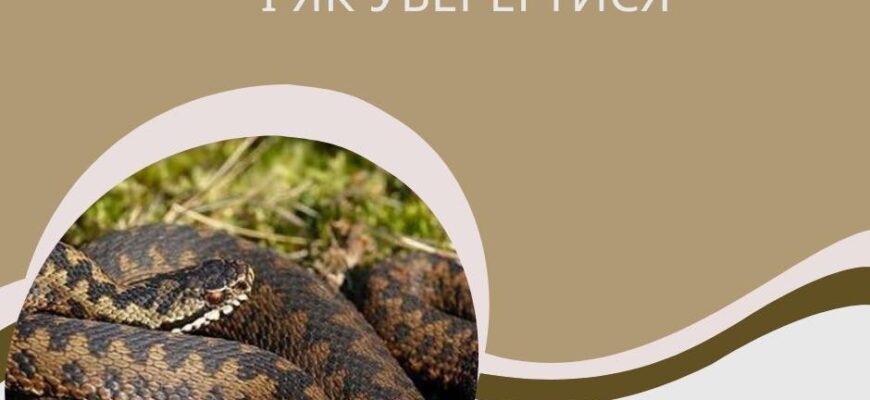 У якому місяці починається шлюбний період у змій: повний гід для зрозуміння