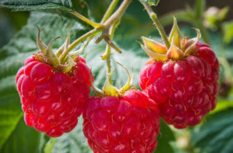 Чи може надмірне зволоження шкідливо вплинути на малину?