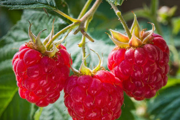 Чи може надмірне зволоження шкідливо вплинути на малину?