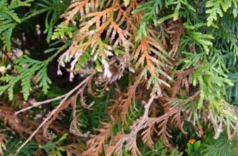 Як ефективно захистити тую від сонячних опіків: поради та методи