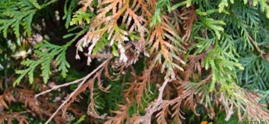 Як ефективно захистити тую від сонячних опіків: поради та методи