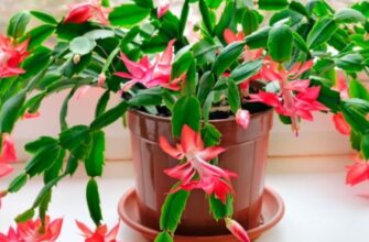 Як доглядати за декабристом, щоб він рясно цвів: поради та секрети