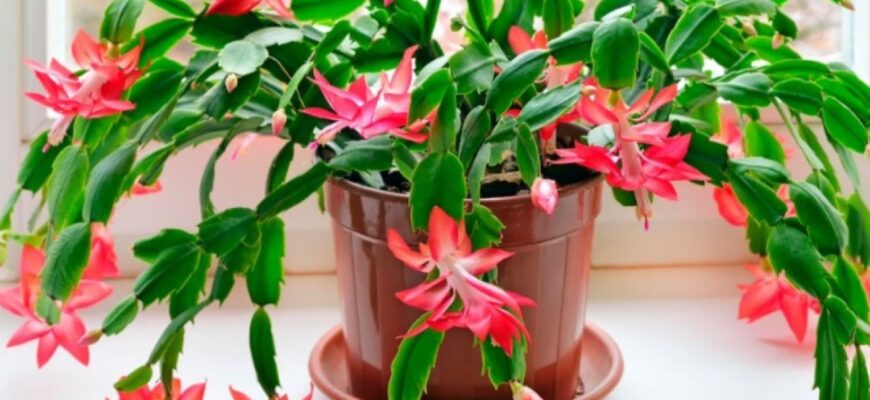 Як доглядати за декабристом, щоб він рясно цвів: поради та секрети