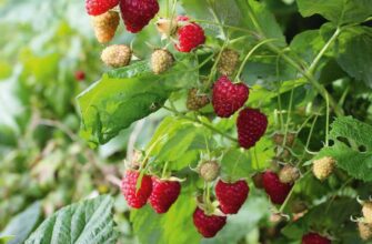 Коли малина починає плодоносити: оптимальний час для збирання врожаю