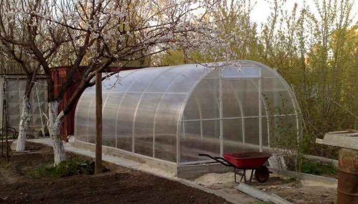 Ефективні засоби для обробки теплиці від грибка: поради та рекомендації