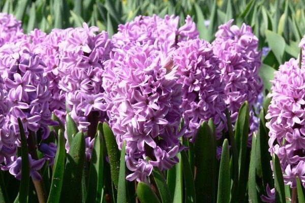 10 найкрасивіших рослин на Землі: оберіть свою улюблену квітку