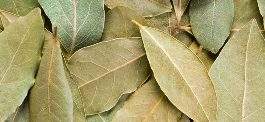 Вартість 1 кг лаврового листа: актуальні ціни та поради щодо вибору