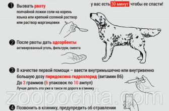 Як розпізнати симптоми отруєння у собаки: основні ознаки та дії.