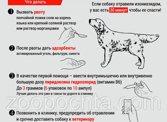 Як розпізнати симптоми отруєння у собаки: основні ознаки та дії.
