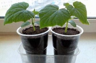 Ефективний полив розсади огірків на підвіконні: поради та рекомендації