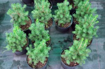 Чи можна вирощувати ялицю вдома: поради та правила для садівників