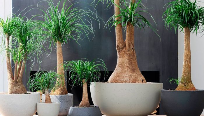 Як прискорити ріст ноліни: ефективні поради та рекомендації