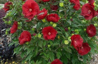 Чи необхідно обрізати трав’янистий гібіскус перед зимовими холодами?