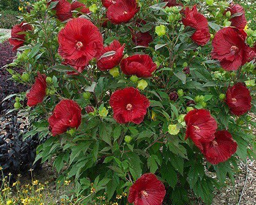 Чи необхідно обрізати трав’янистий гібіскус перед зимовими холодами?