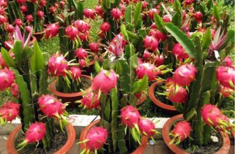 У якому віці починає плодоносити пітахайя: поради для садівників