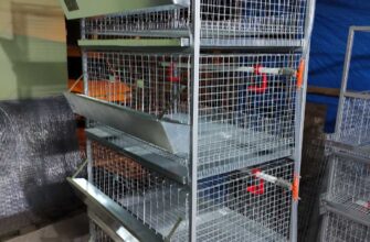 Оптимальний розмір клітки для утримання 20 курчат-бройлерів вдома