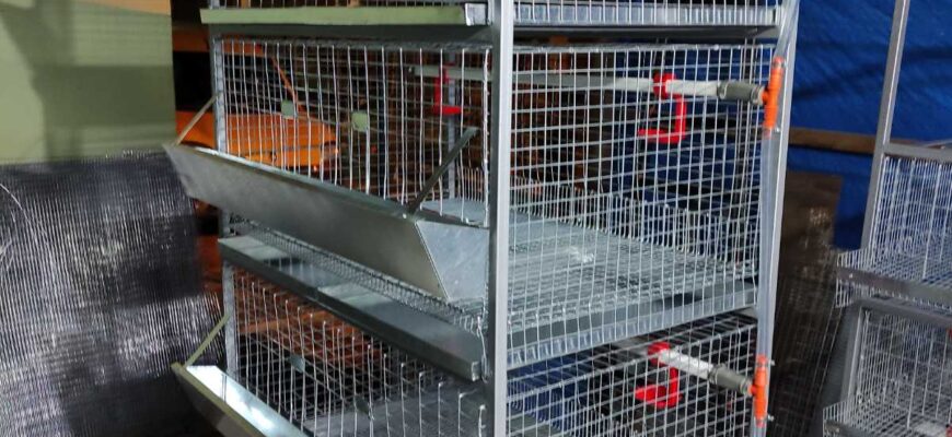 Оптимальний розмір клітки для утримання 20 курчат-бройлерів вдома