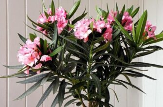 Як правильно доглядати за олеандром: поради для здорового росту