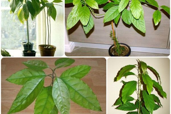 Чому авокадо росте лише вгору: секрети незвичного розвитку рослини