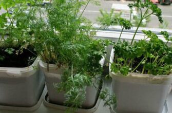 Швидке вирощування кропу на підвіконні: поради та секрети успіху