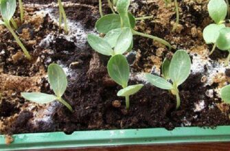 Як ефективно позбутися грибка в ґрунті: прості методи і поради