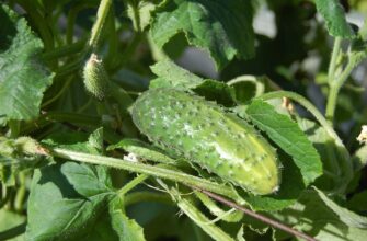 Як часто слід поливати огірки зеленим добривом для кращого росту?