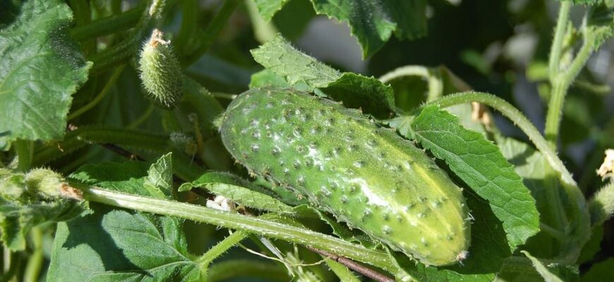 Як часто слід поливати огірки зеленим добривом для кращого росту?