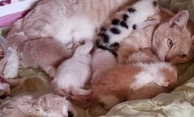 Чому кішки охоче приймають чужих кошенят: природні причини та пояснення