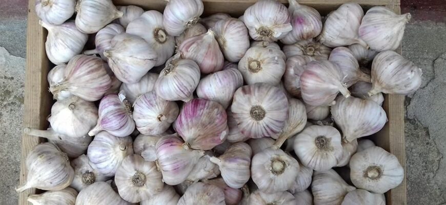 Як визначити, чи є часник озимим: корисні поради та ознаки