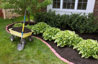 Як правильно пересаджувати хости: покрокове керівництво для садівників