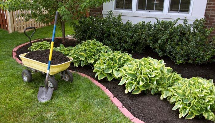 Як правильно пересаджувати хости: покрокове керівництво для садівників